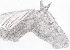 Horse head by Neawolf