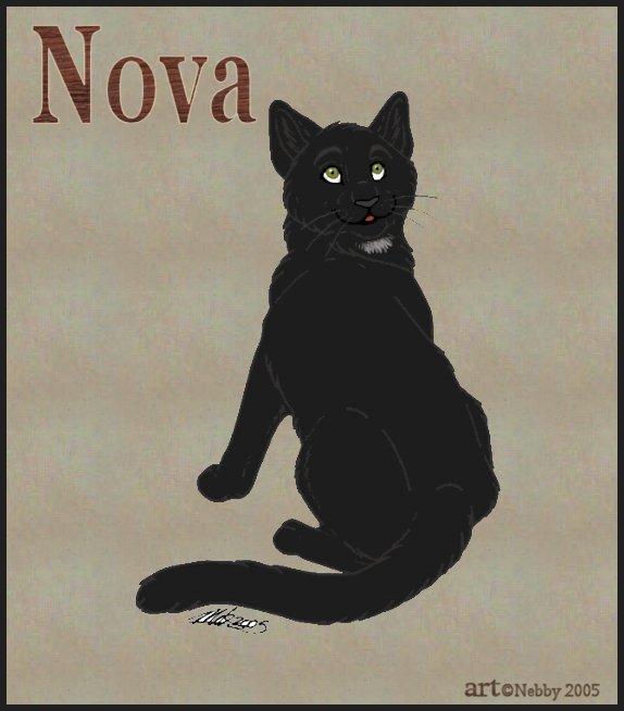 Nova by Nebby