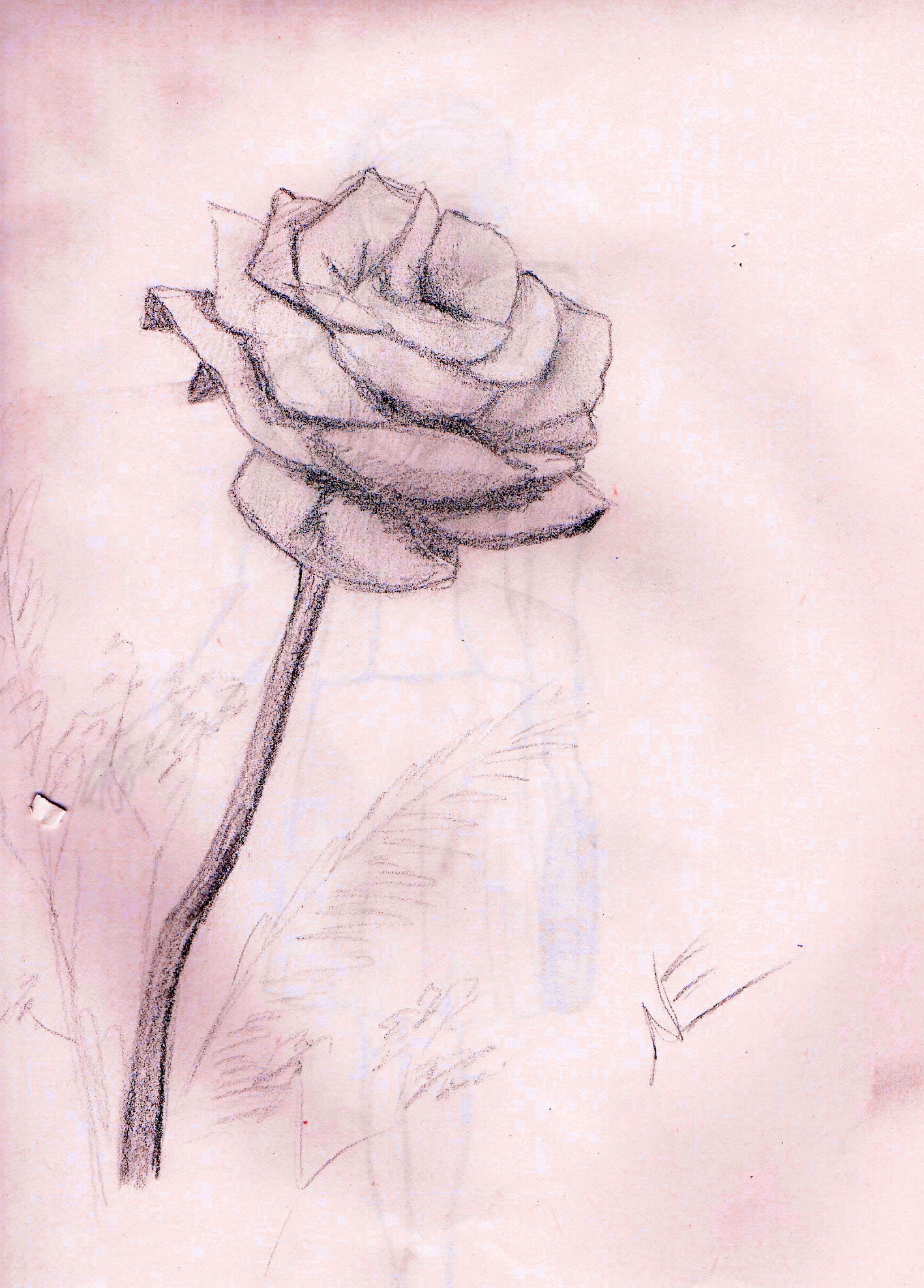 Valentine Rose by Nicki
