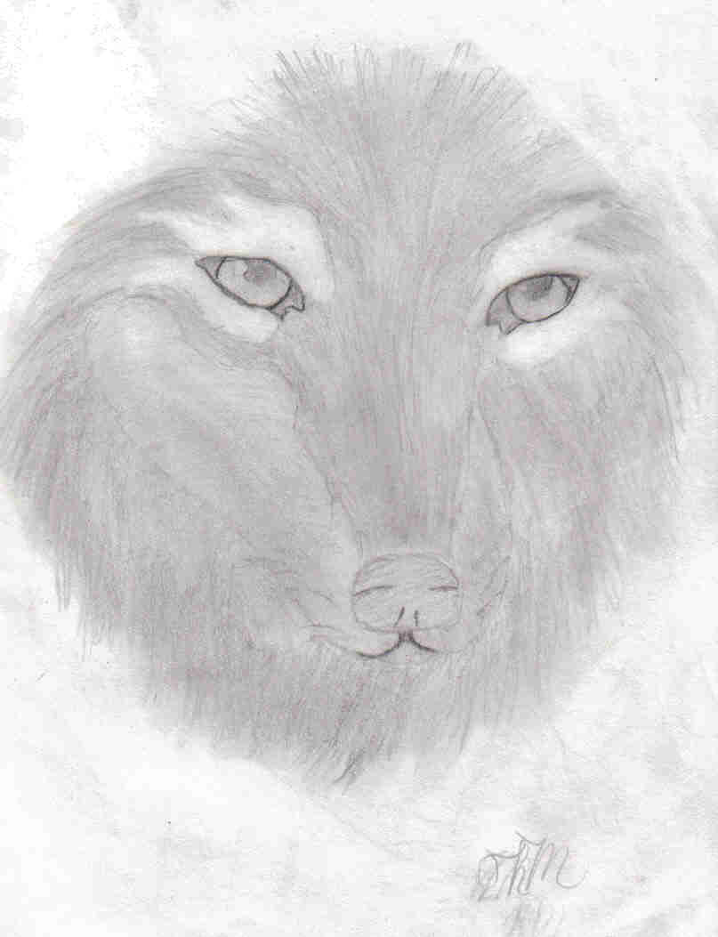 Grey Wolf Head by Night_Wolf