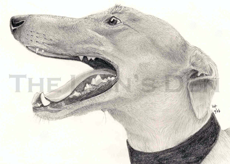 Greyhound by Noweia