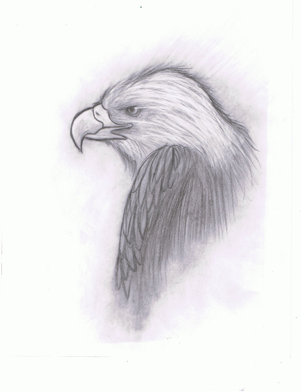 Bald Eagle by Nyra992