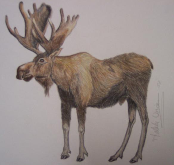 moose by nat-urwin