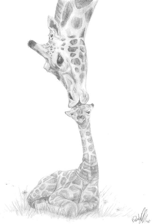 !! Giraffes !! by nienke