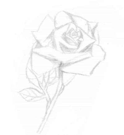 The Rose by niobe