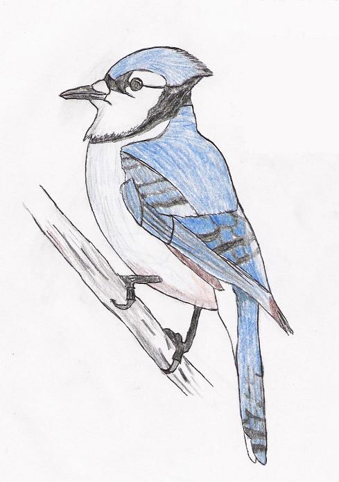 Blue Jay(color) by nitetrain232