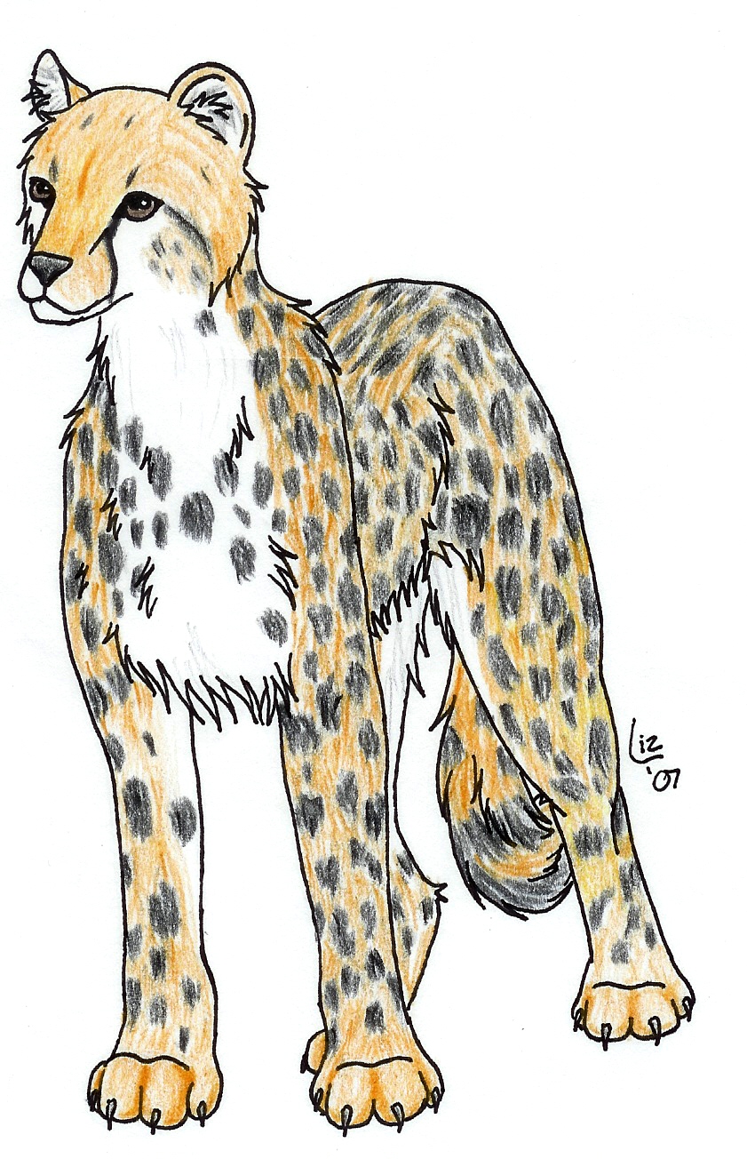 Cheetah by Obl1vion