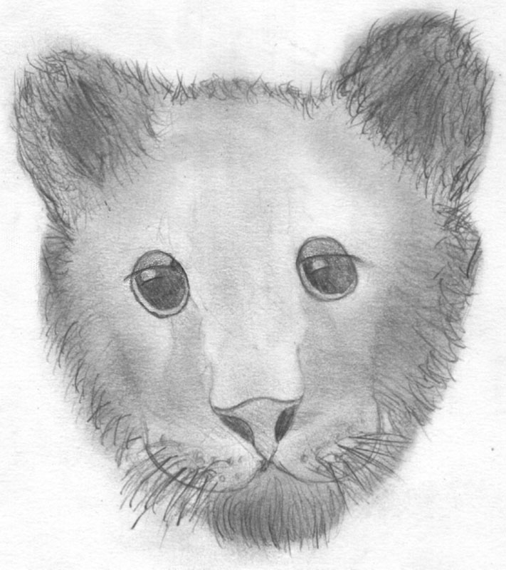 Lion Cub by Ogrim_Doomhammer
