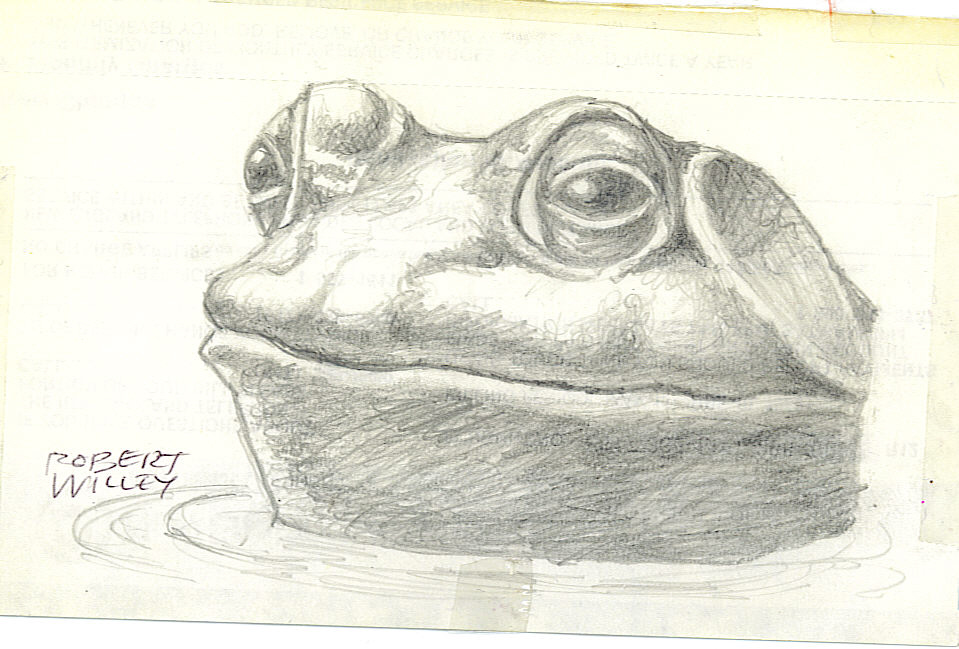 a frog by Old_drawer_willey