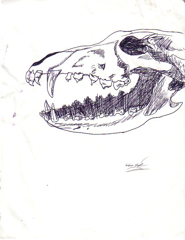 Wolf skull by odd