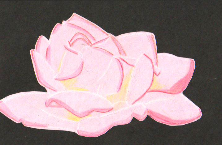 Pink Rose by Pandinator