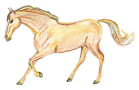horse coloured by Pip