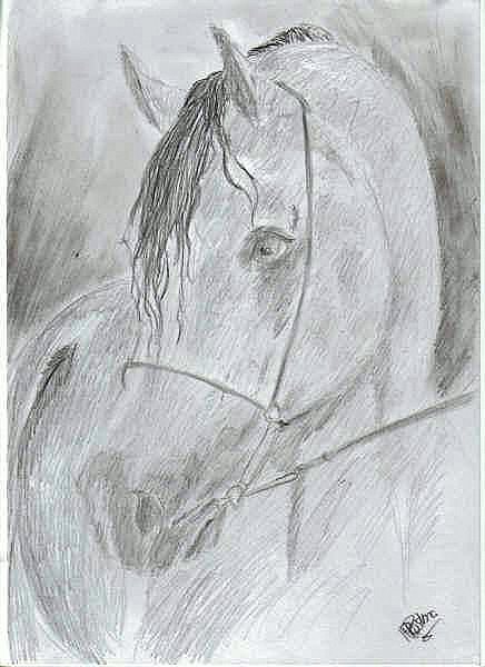 Arabian horse by Priss