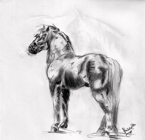 Shetland pony by Priss