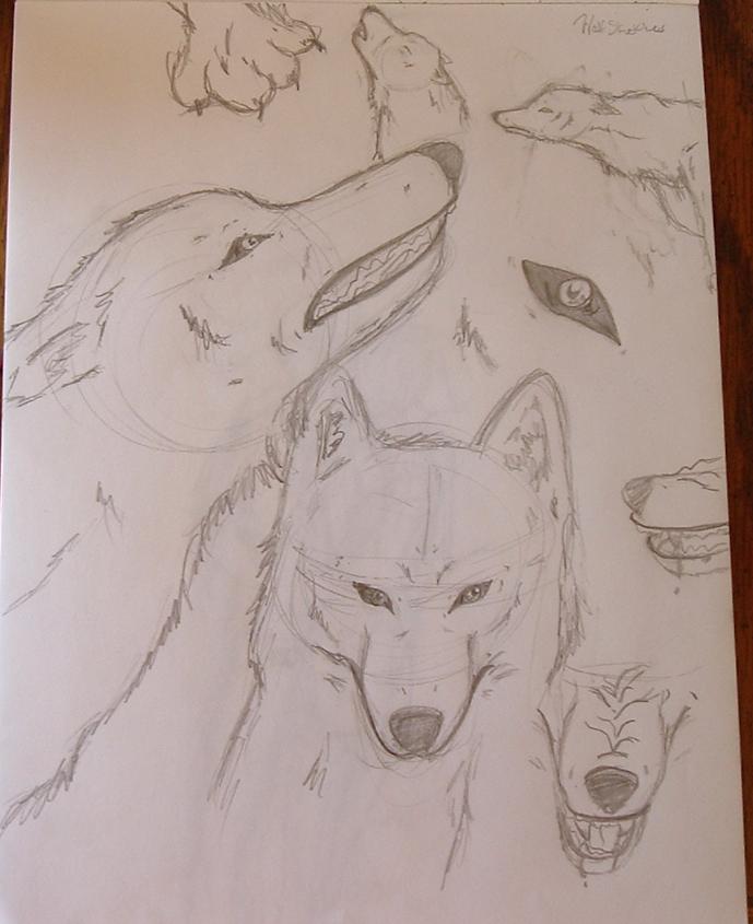 Wolf sketches by paperpenman