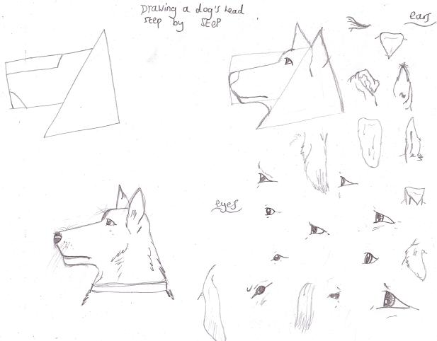 Drawing a dog's head by perfectpureblood