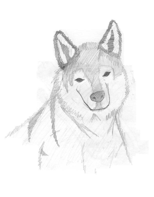 Wolf sketch by phoenix37