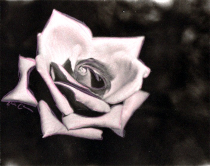 A Prettiful Rose by photofan