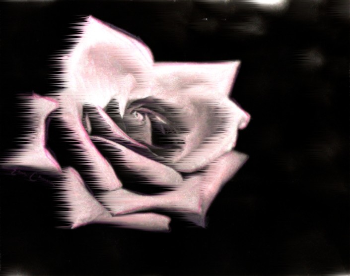 A Prettiful Rose 2 by photofan
