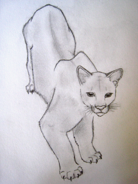 Cougar by pinstriperoses