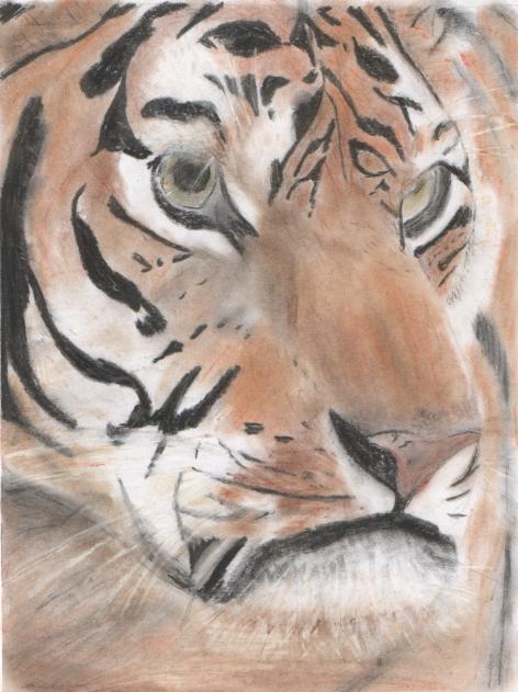 Tiger close-up by pixiedust