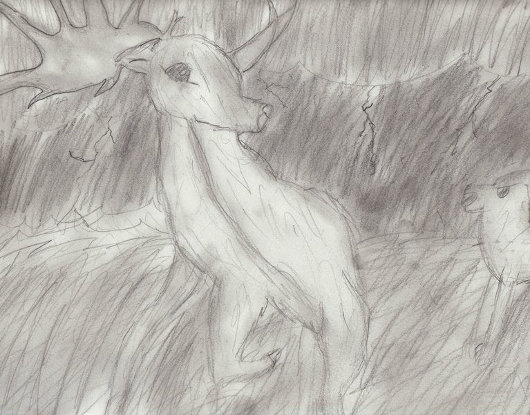 Elk by pixiewolf05