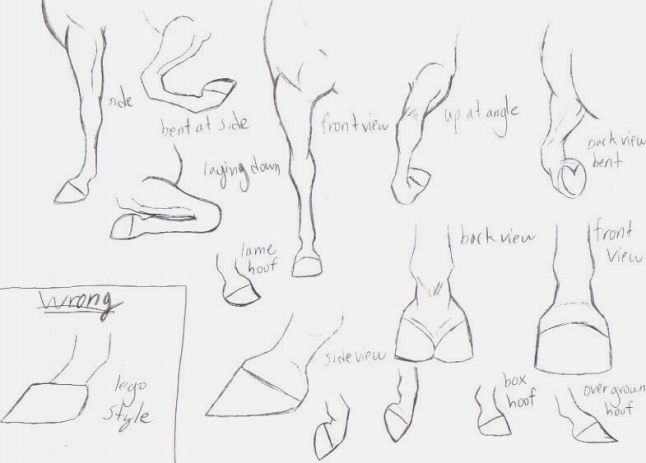 front leg and hoof tips by pookyns-5