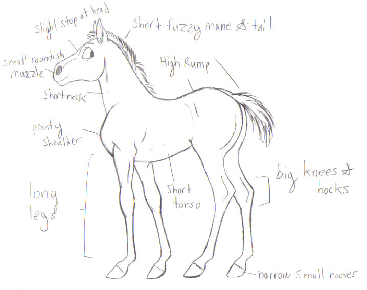 foal tips by pookyns-5