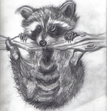 Raccoon! by poopmaster