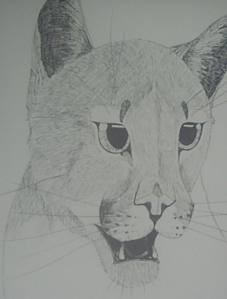 Cougar by Rakshiv
