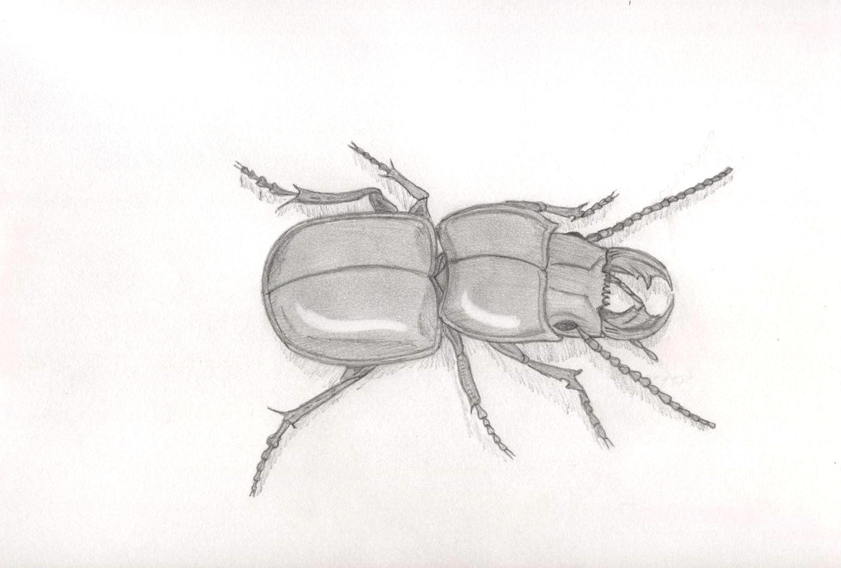 Black Beetle by Ran_The_Hyena