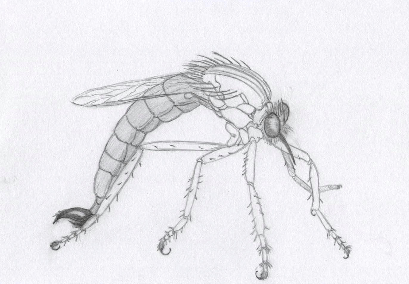 Robber Fly by Ran_The_Hyena