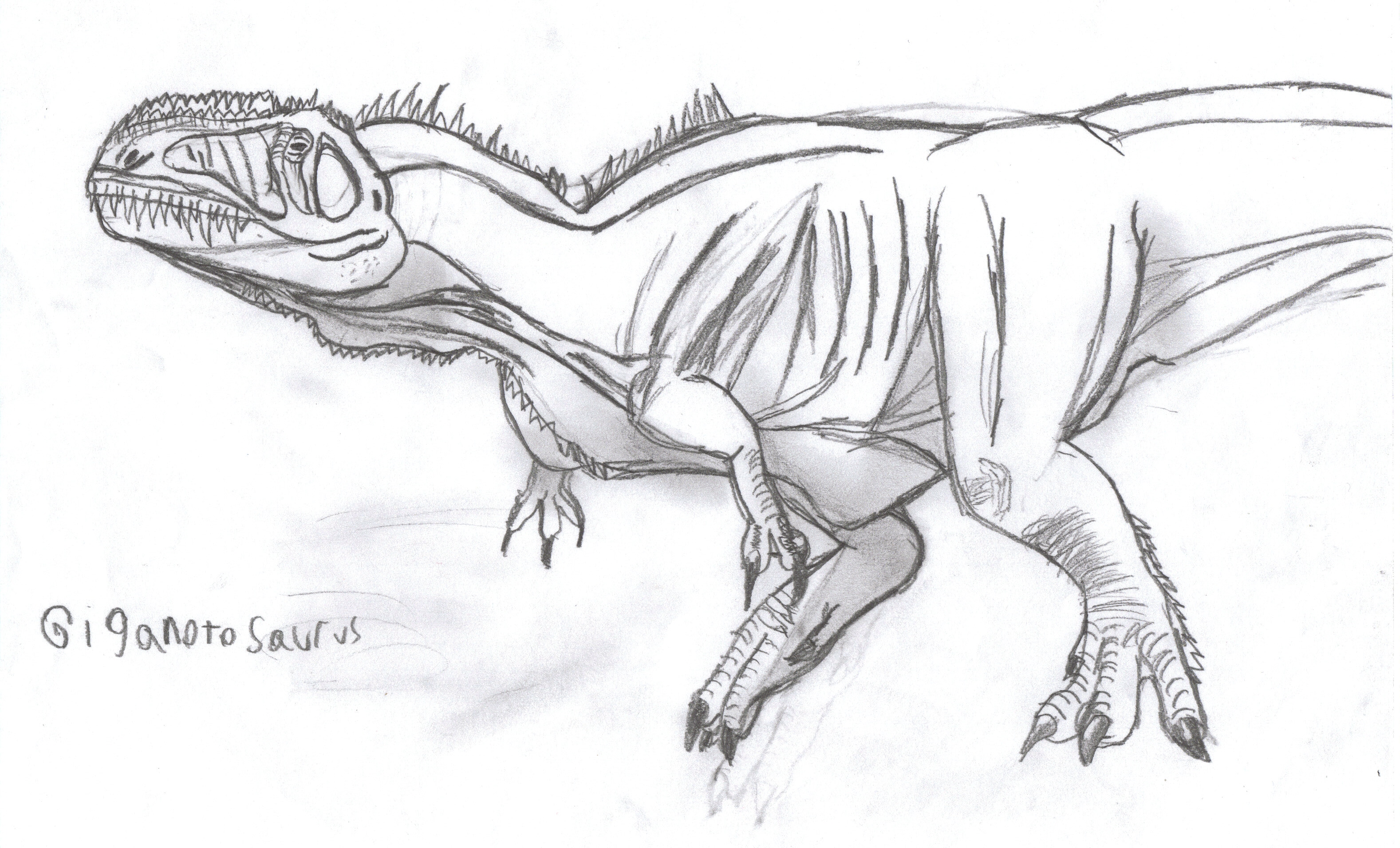 Giganotosaurus by RaptorMaster