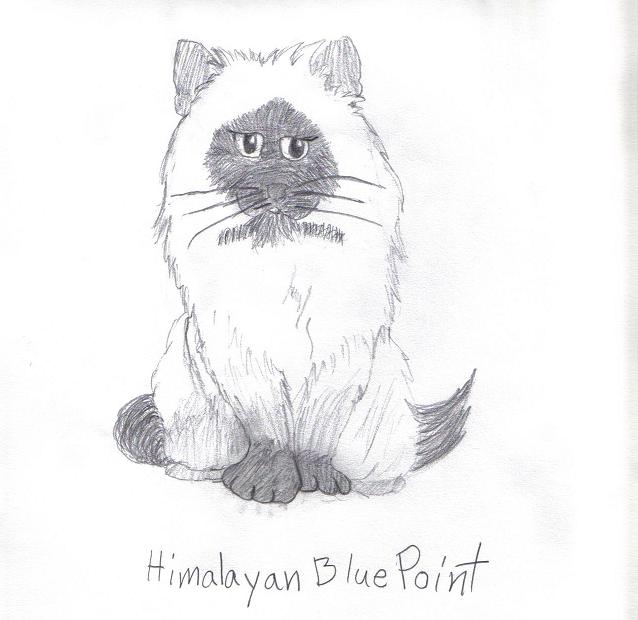 Himalayan Blue Point Cat by Rebecca1995