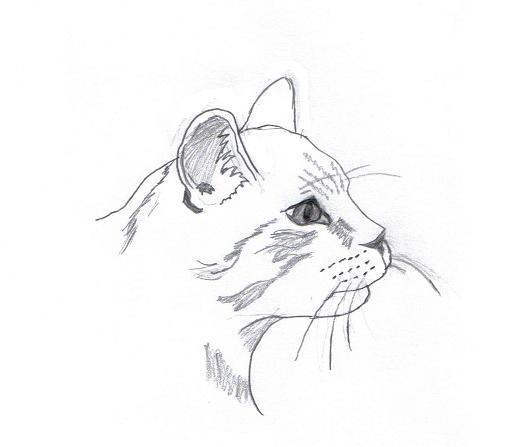 Cat-headshot by Rebecca1995