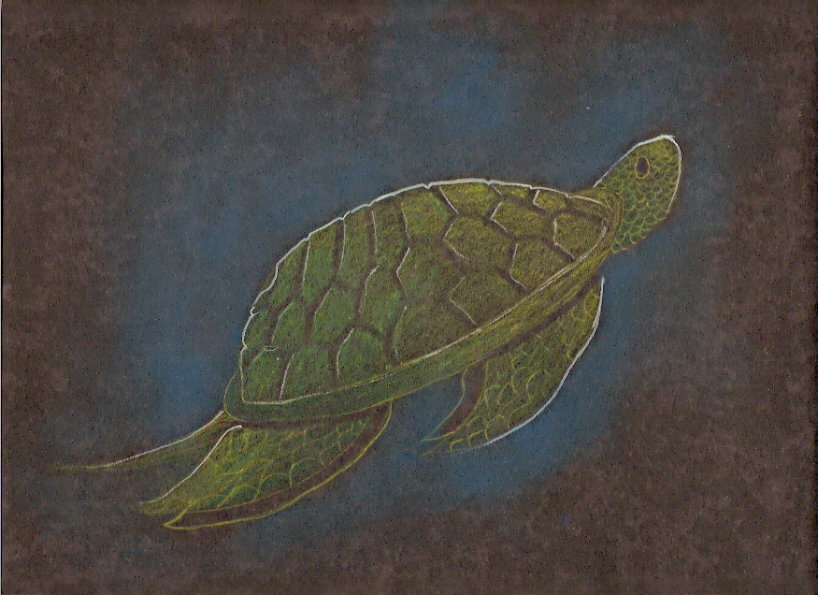 Turtle by RobinHood92