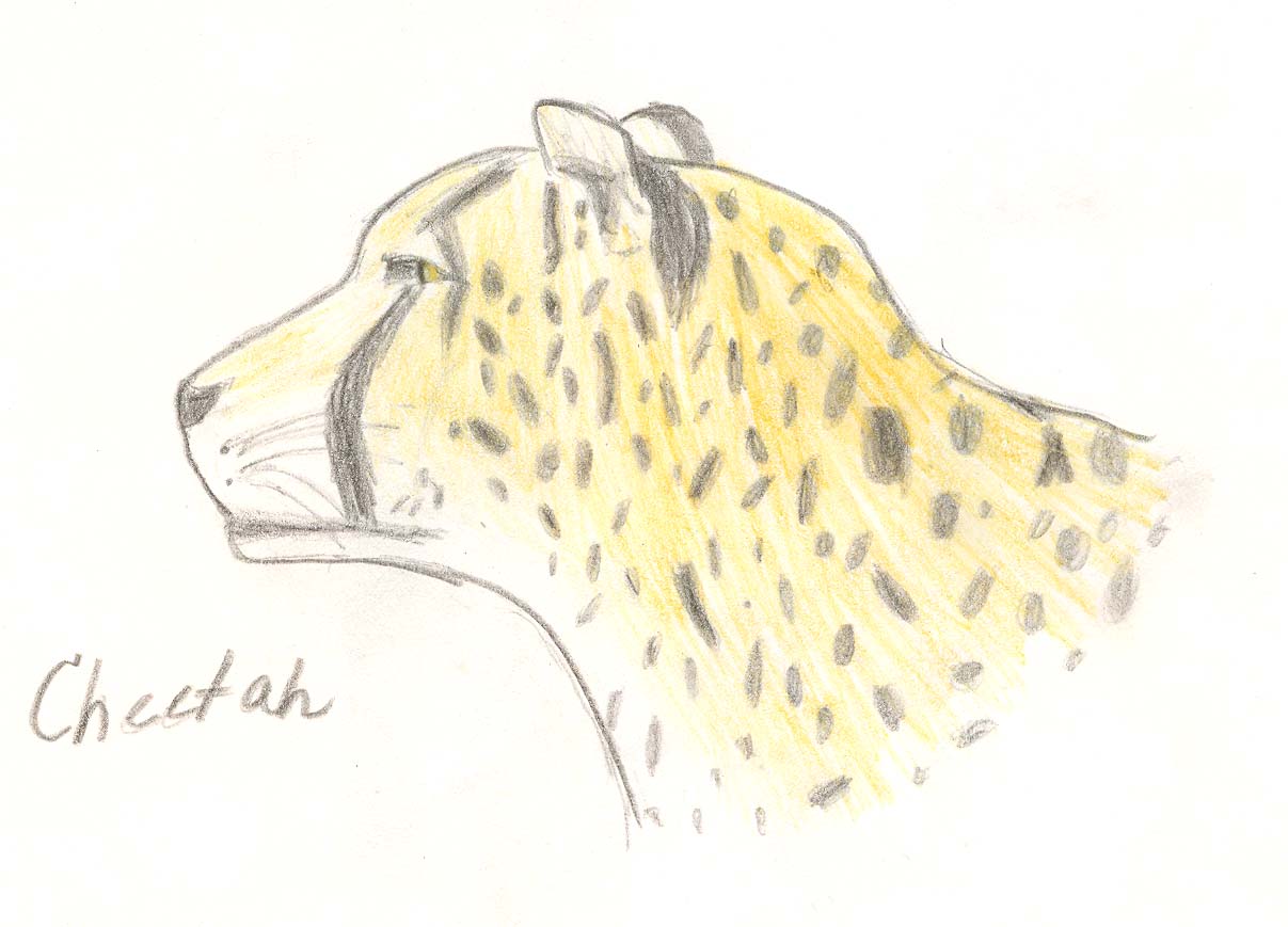 Cheetah by rad1410