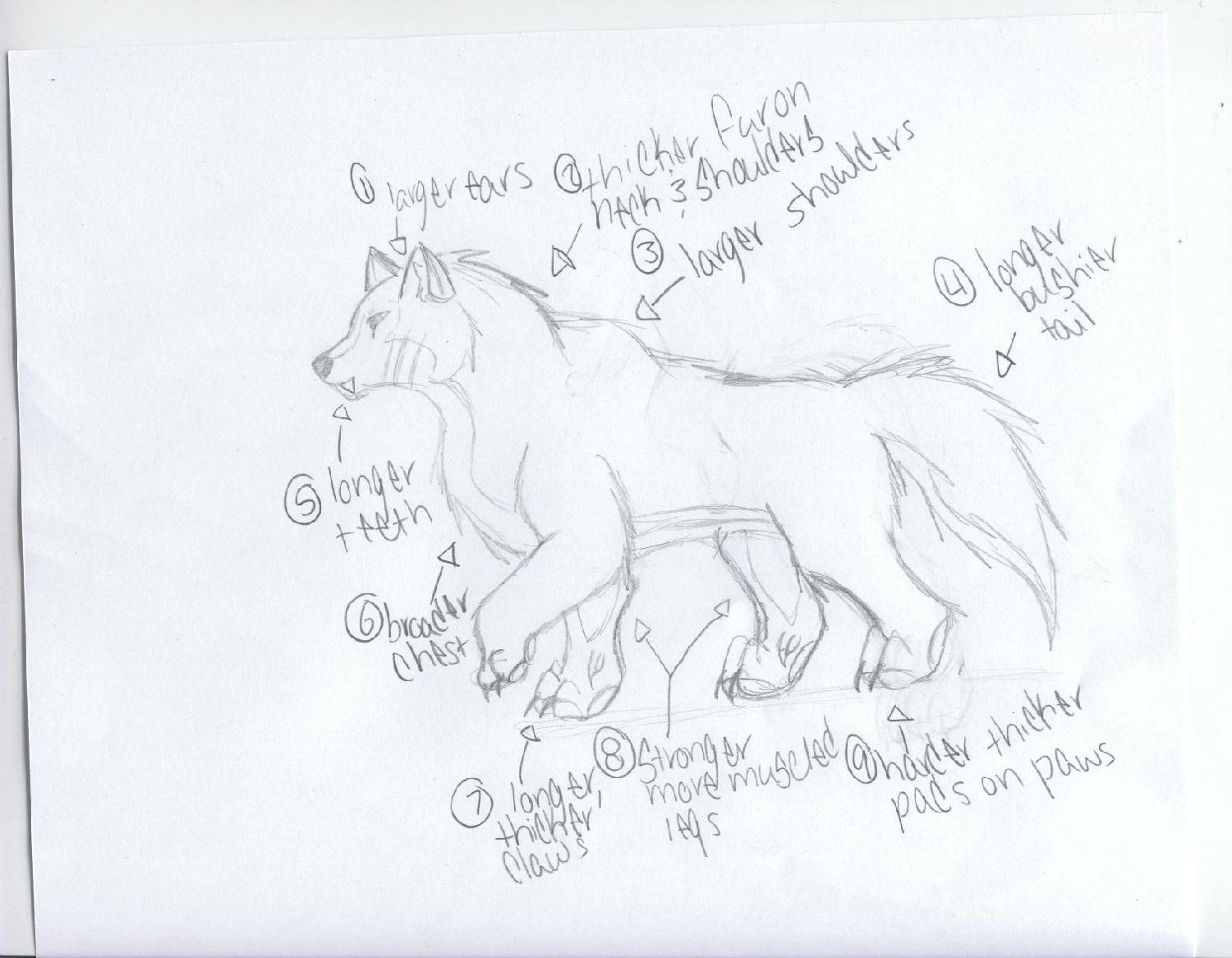 wolf demon anatomy by red_wolf_hiaro