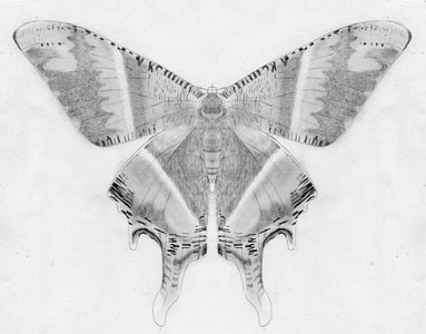 Butterfly drawing by renesmee