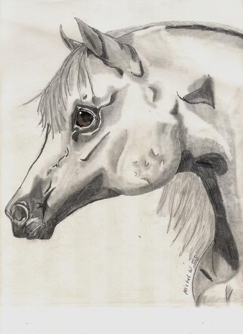 Arabian Stallion by rolla_roach