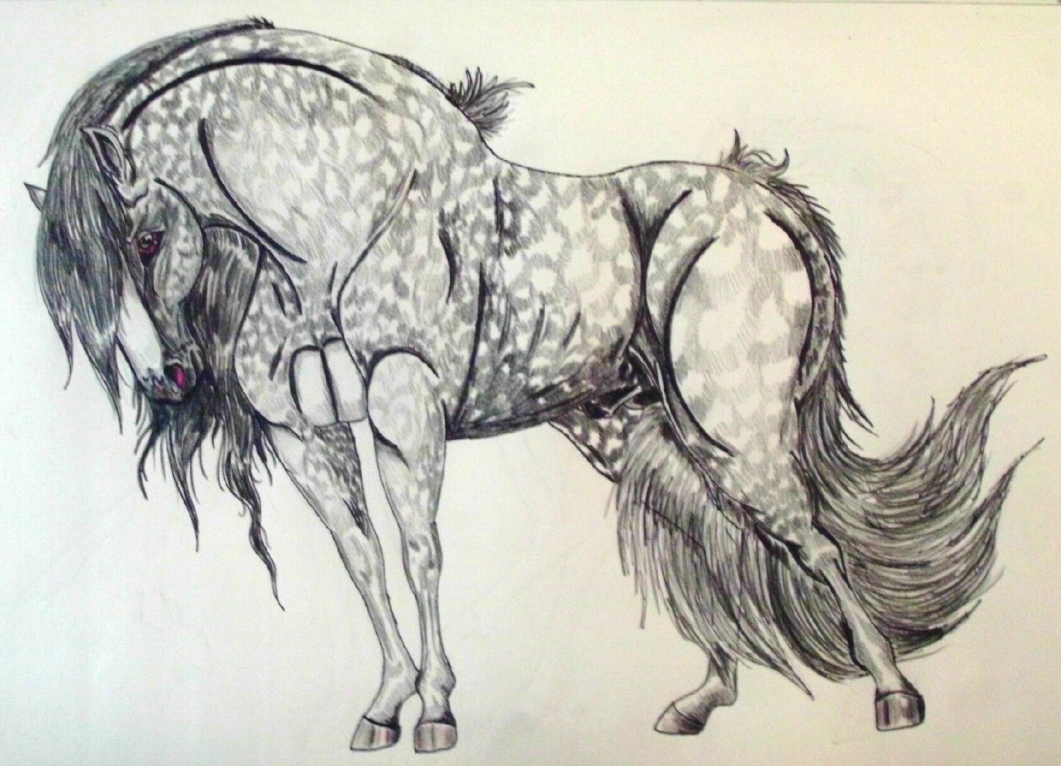 Dapple Grey Stallion by rolla_roach