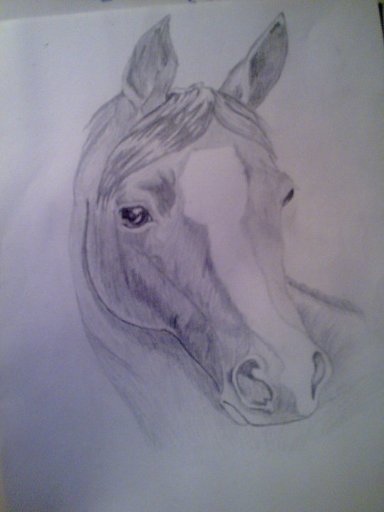 Horse by roxana