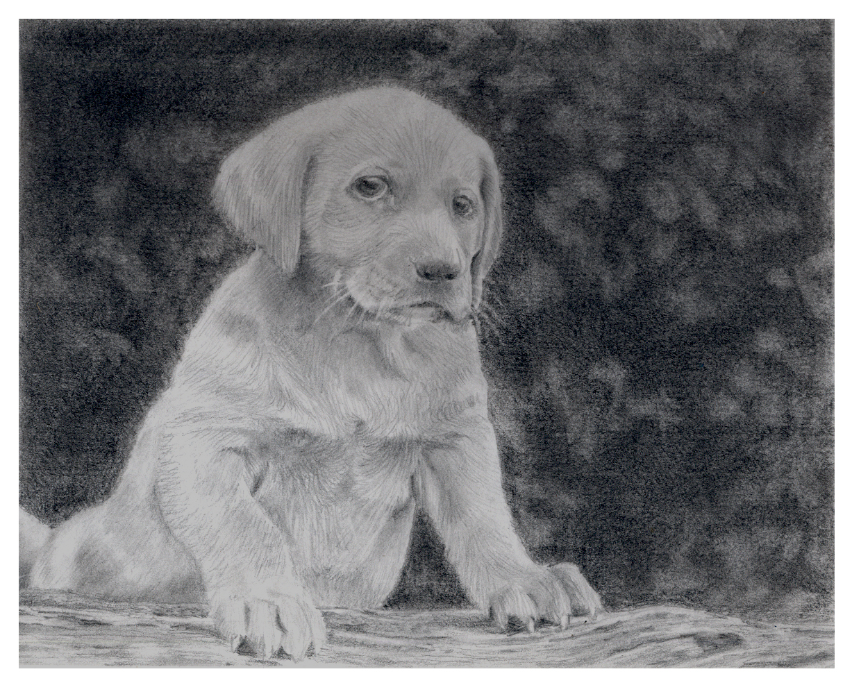 puppy pencil by rpelaez
