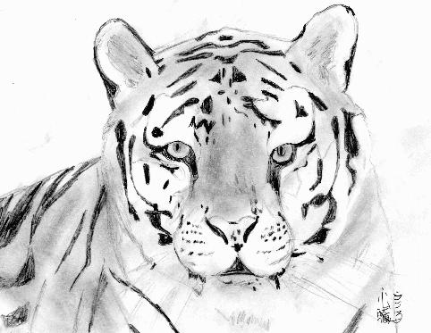 MM's Tiger by ryuuryuu