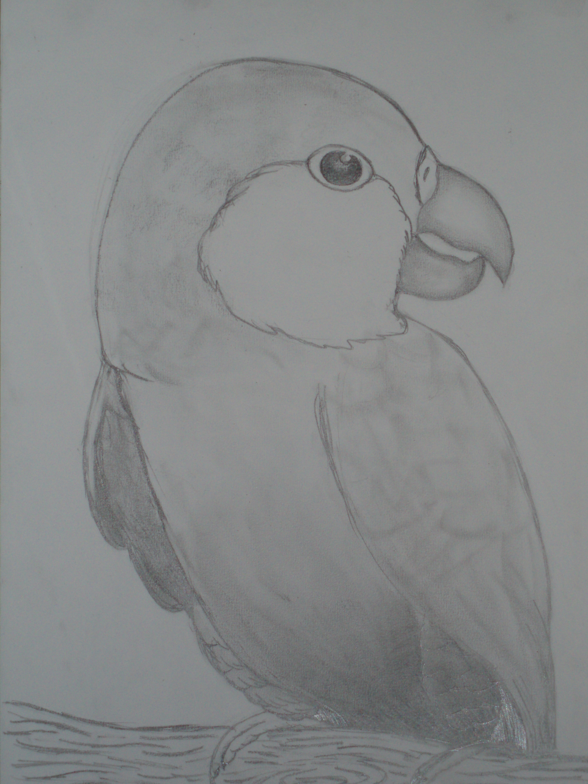 Parrot by SailorMoonfan01