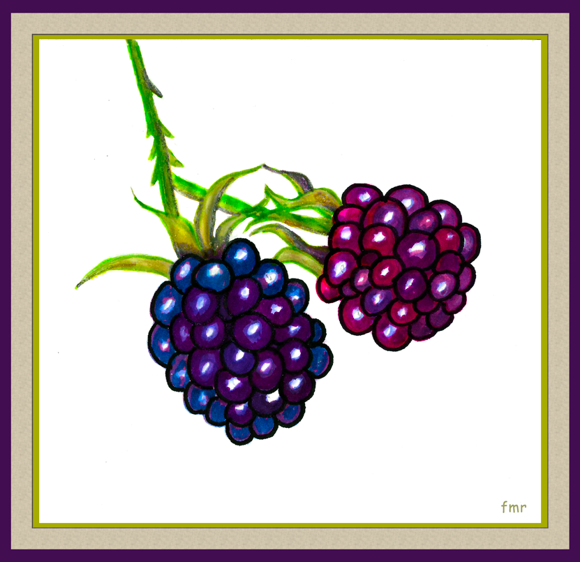 Blackberries by Saltwater