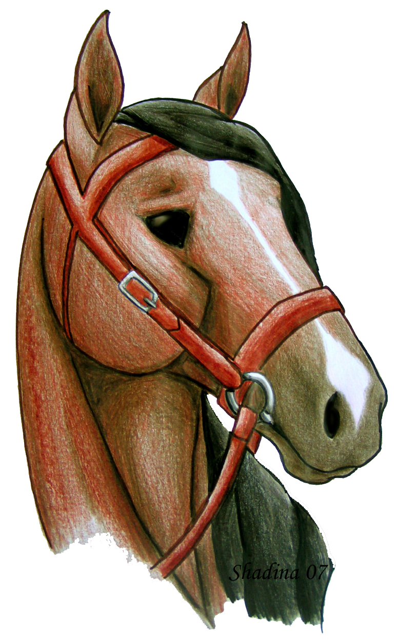 Coloured Horse by ShadinaLonesea