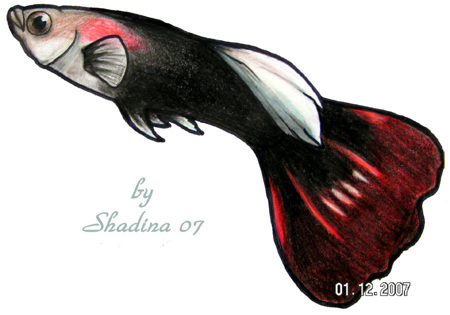 Guppy Fish by ShadinaLonesea