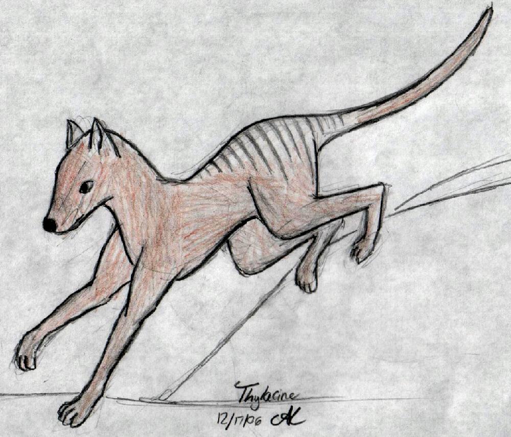 Thylacine by ShadowMantis