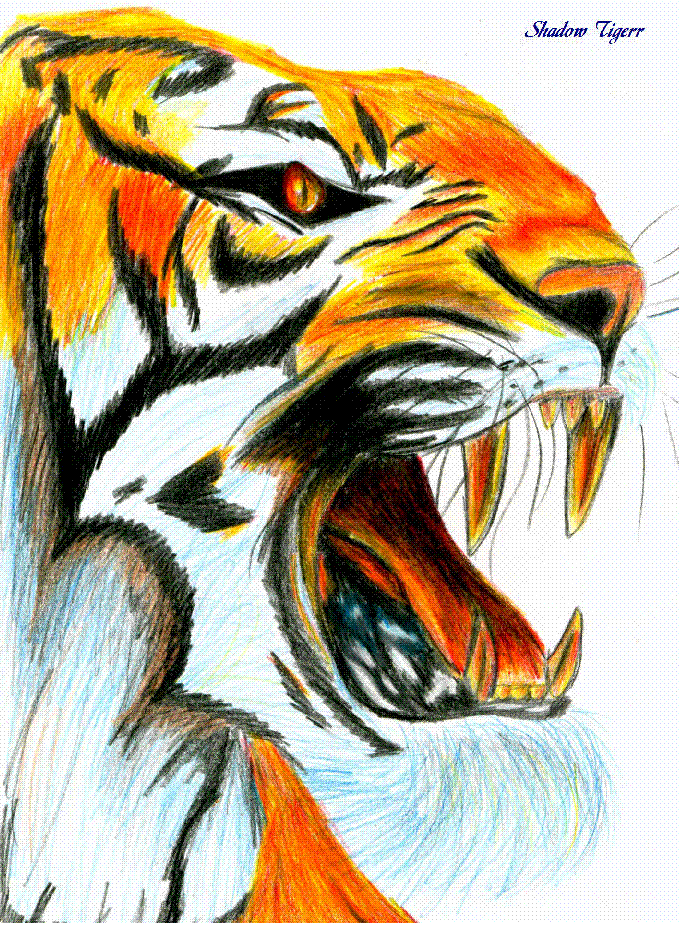 Tiger by Shadow_Tigerr